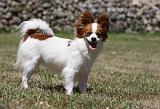 EPAGNEUL PAPILLON 109
